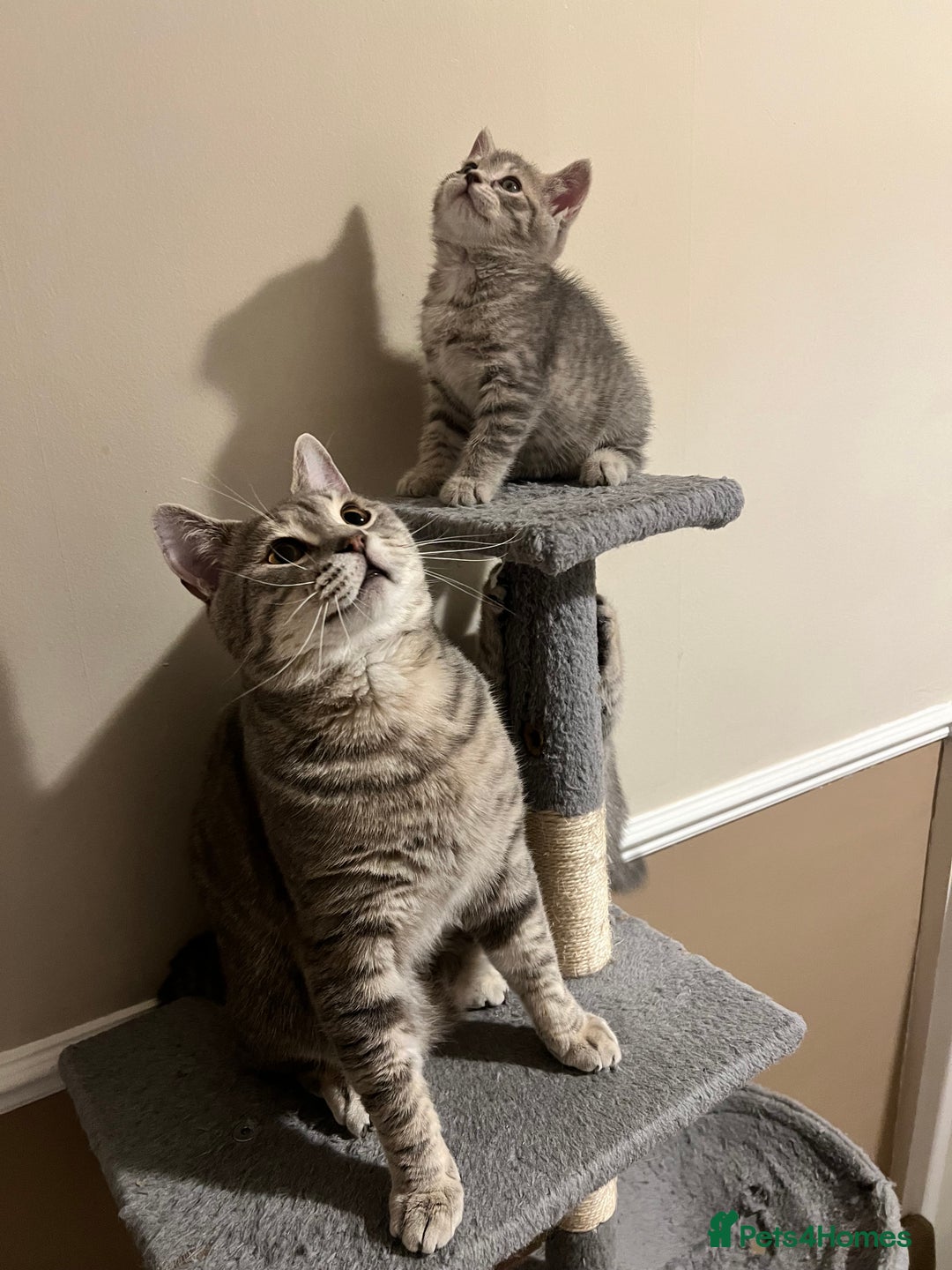 British Shorthair cats for stud: Silver Tabby British shorthair Stud–Healthy&Proven - Advert 3