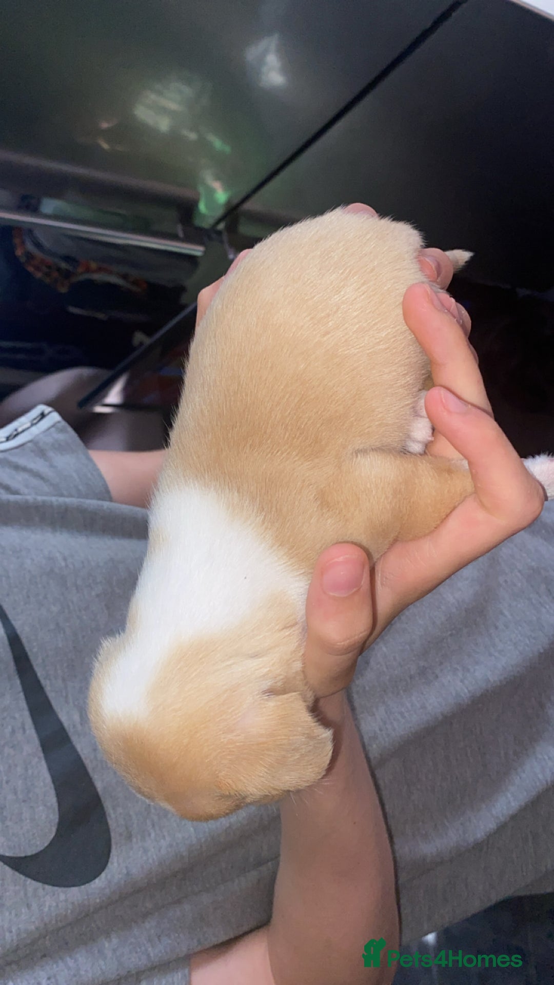 Patterjack dogs for sale: Two rescue pups patterjacks - Image 9