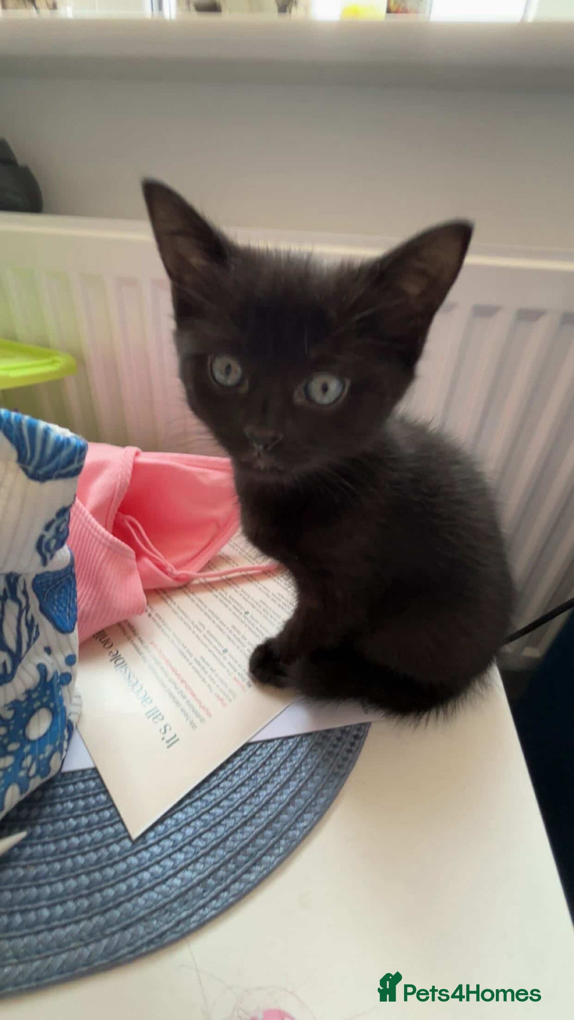 Mixed Breed cats Black Domestic Shorthair Kittens - Advert 3