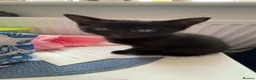Mixed Breed cats for sale: Black Domestic Shorthair Kittens - Advert 3