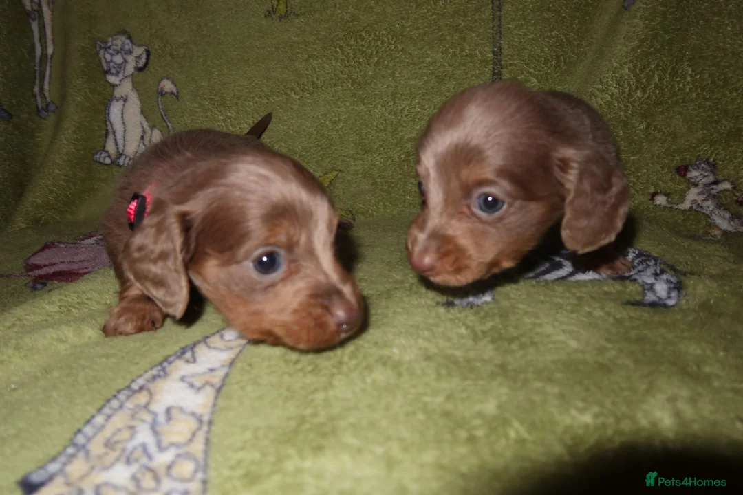 Miniature Dachshund dogs for sale: Last 2 blue&tan girls kc longhair mini dachshunds - Advert 12