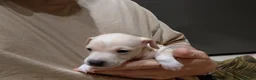 Italian Greyhound dogs for sale: 🐾 Italian Greyhound Puppies for Sale 🐾 - Advert 10