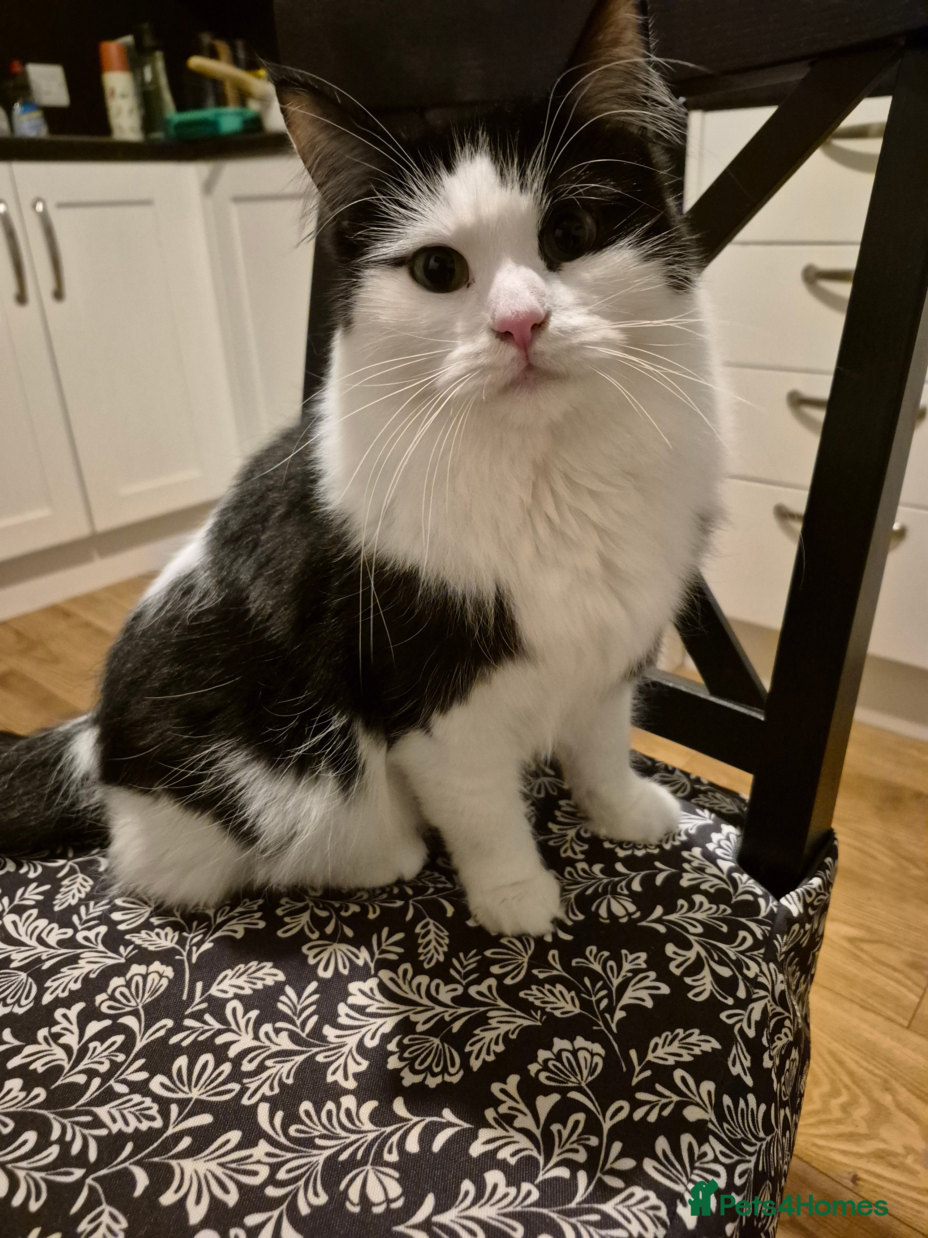 Mixed Breed cats 2-year half ragdoll looking for a loving home - Advert 1