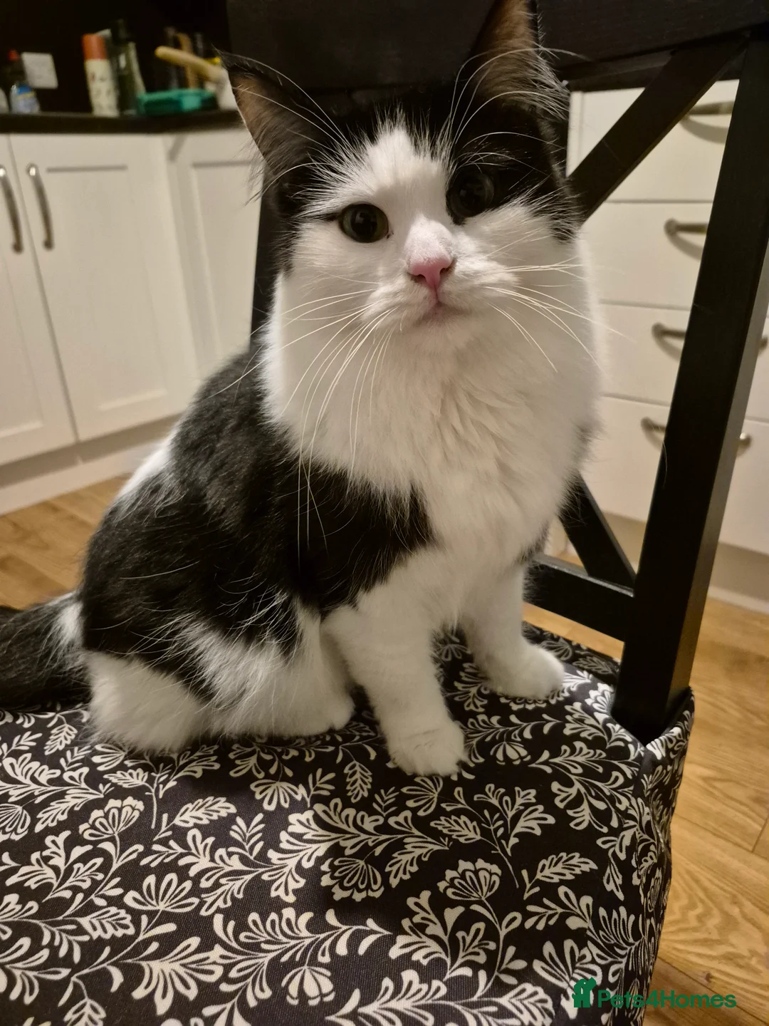 Mixed Breed cats for sale: 2-year half ragdoll looking for a loving home - Advert 1