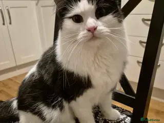 Mixed Breed cats 2-year half ragdoll looking for a loving home - Advert 1