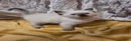 Ragdoll cats for sale: 🩵 6 Beautiful pure ragdolls 🩷 - Advert 40
