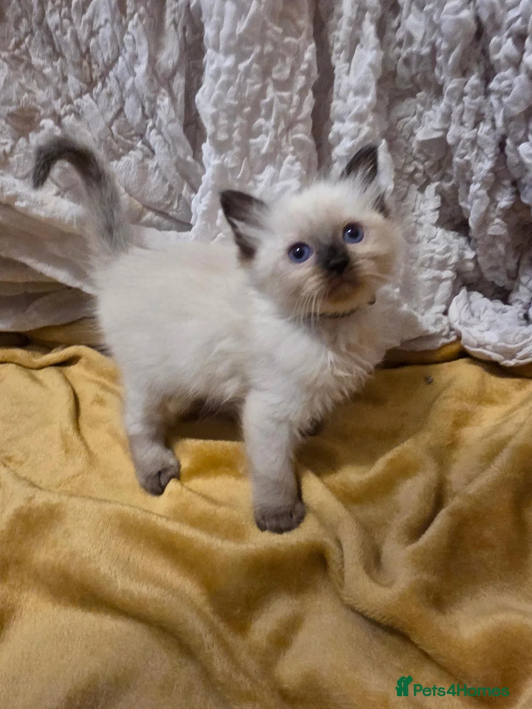 Ragdoll cats for sale: 🩵 6 Beautiful pure ragdolls 🩷 - Advert 40