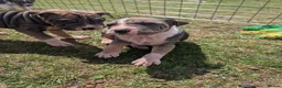 Mixed Breed dogs for adoption: 6 beautiful cuddly mixed breed puppys available  in Rochester - Advert 8