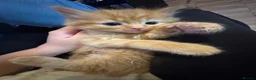 Domestic Shorthair cats for sale: Ginger girl/boy Black girl/boy kittens for sale  in Loughborough - Advert 22