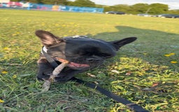 French Bulldog dogs for sale: Luna the Frenchie *FREE* - Image 16