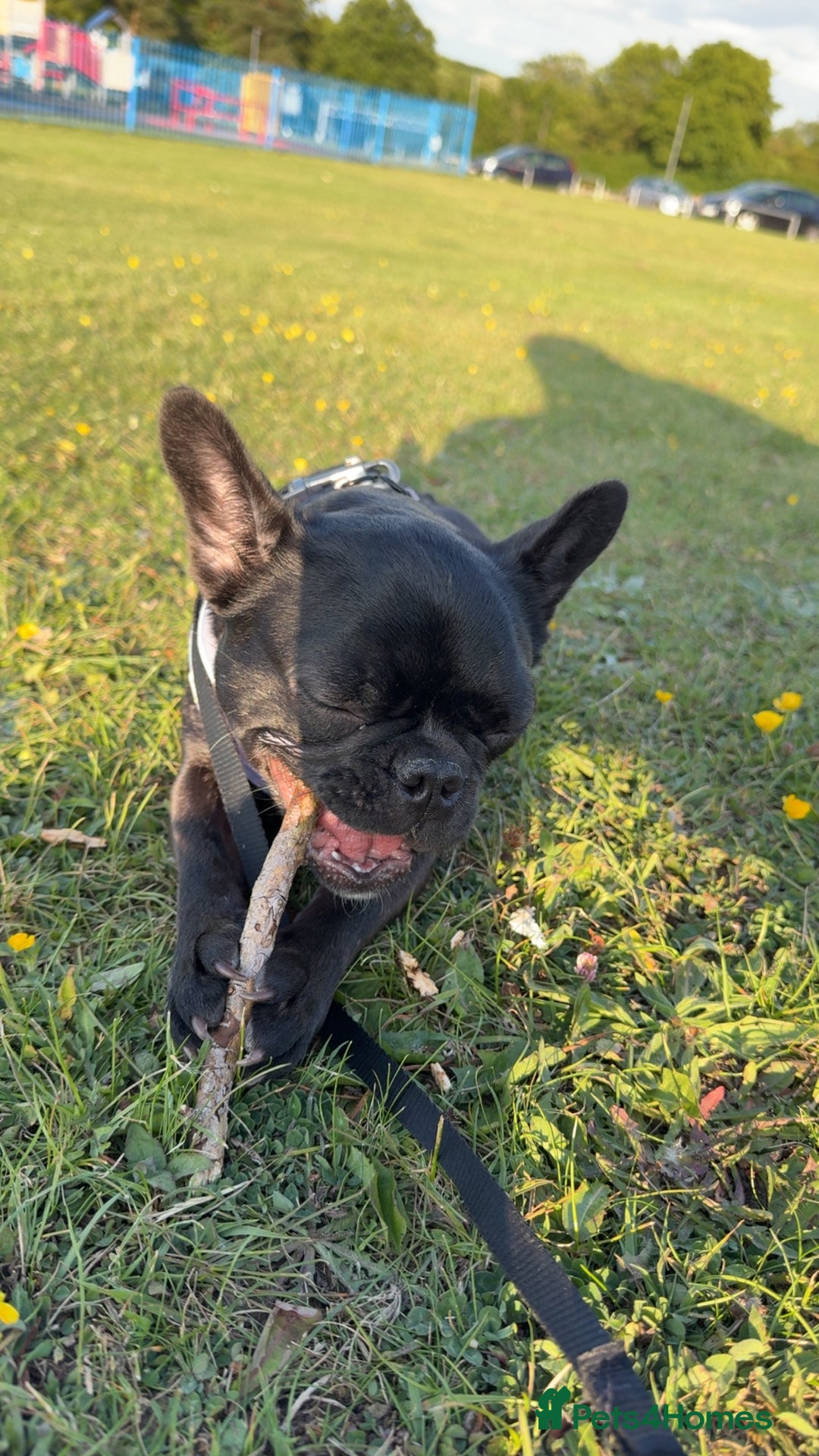 French Bulldog dogs for sale: Luna the Frenchie *FREE* - Image 16
