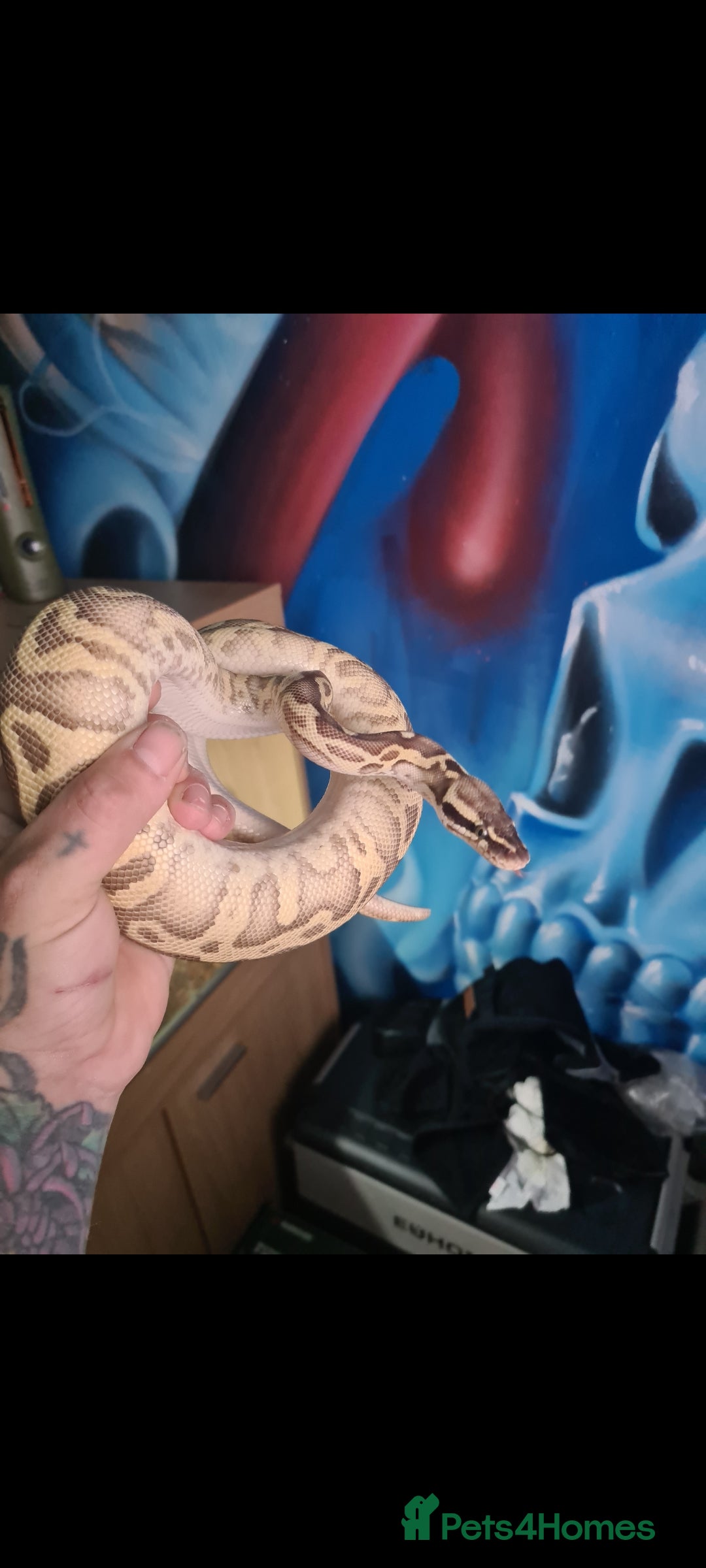 Python Snake reptiles for sale: Pastel leopard ball python  - Image 1