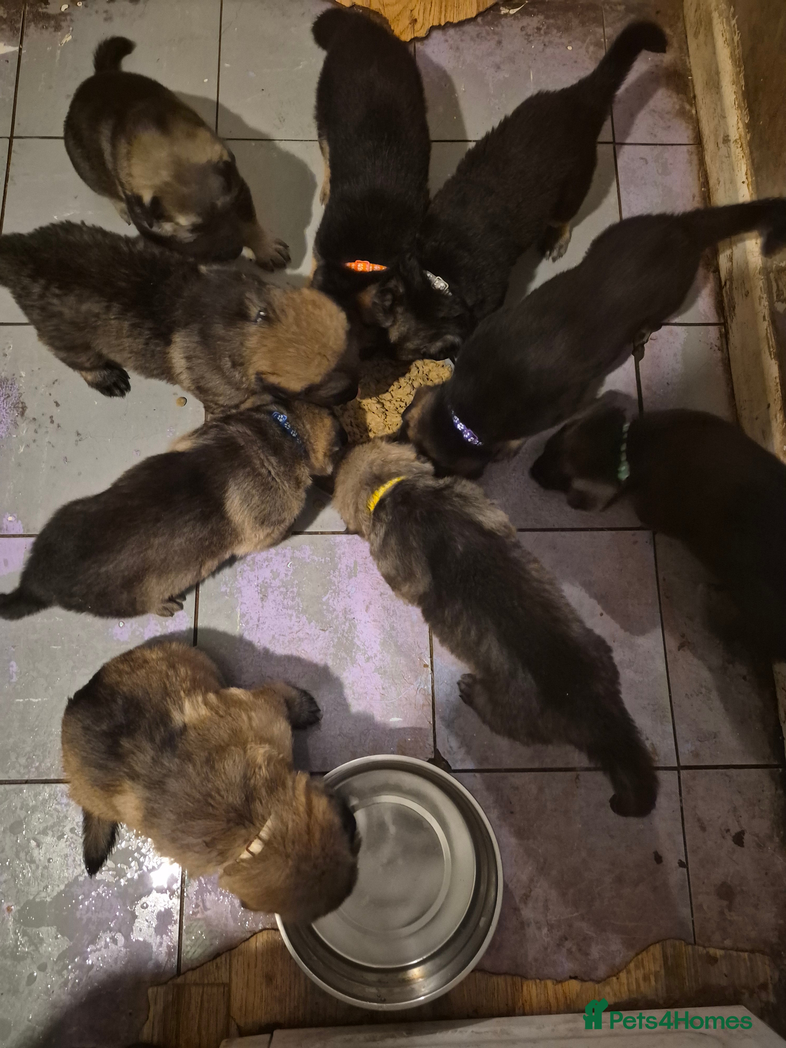German Shepherd dogs 8 beautiful GSD puppies for sale  - Advert 3