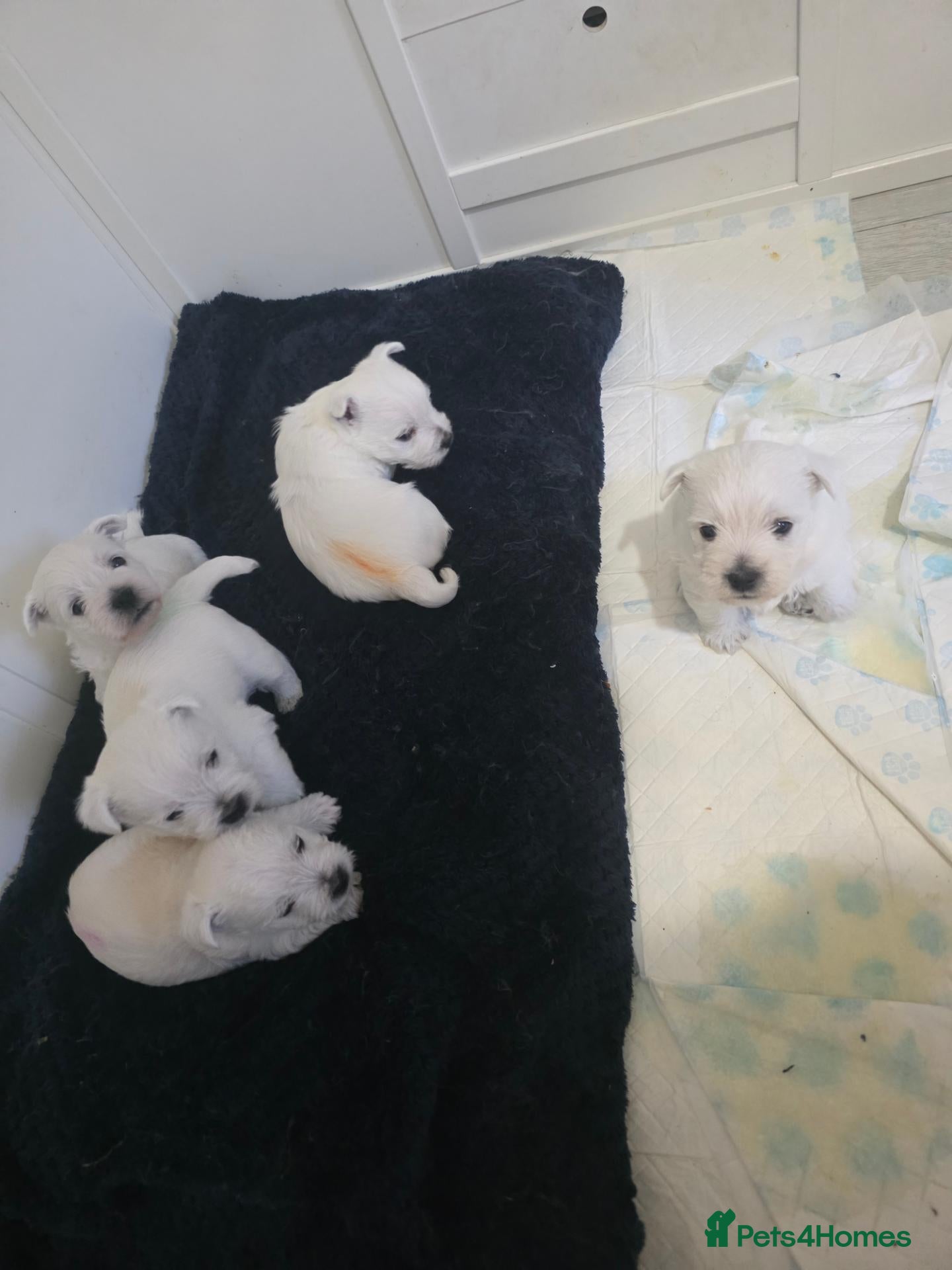 West Highland Terrier dogs Westie puppies  - Advert 4