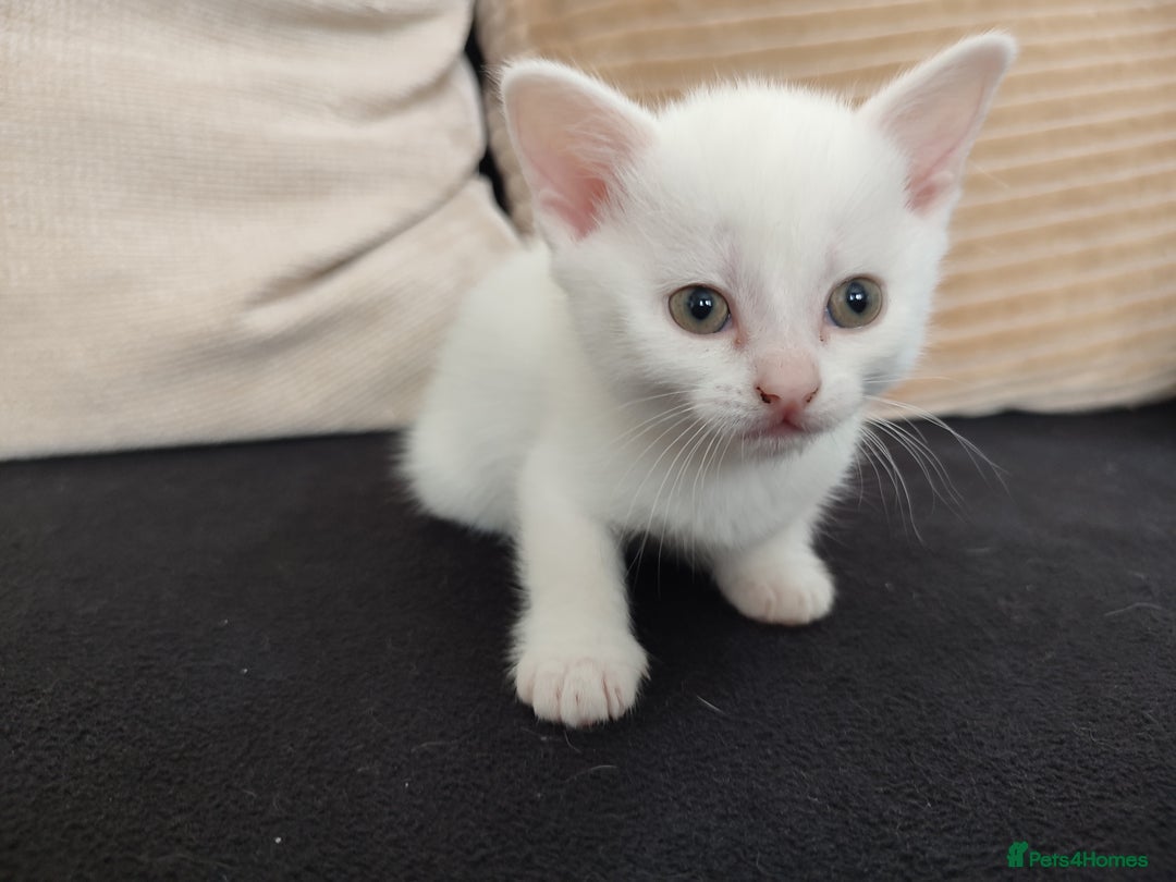 Siberian cats for sale: 4 kittens for sale - Image 5