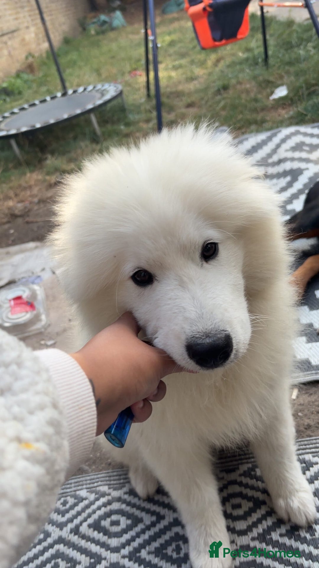 Samoyed dogs for sale: Talkative loveable male Samoyed  - Advert 4