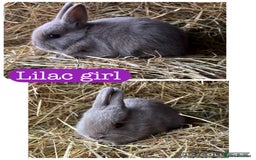Netherland Dwarf rabbits for sale: Netherland dwarf babies  - Image 2