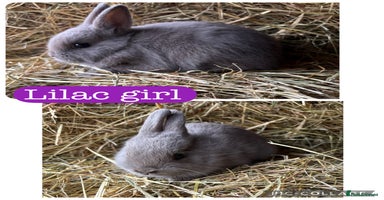 Netherland Dwarf rabbits - Advert 2
