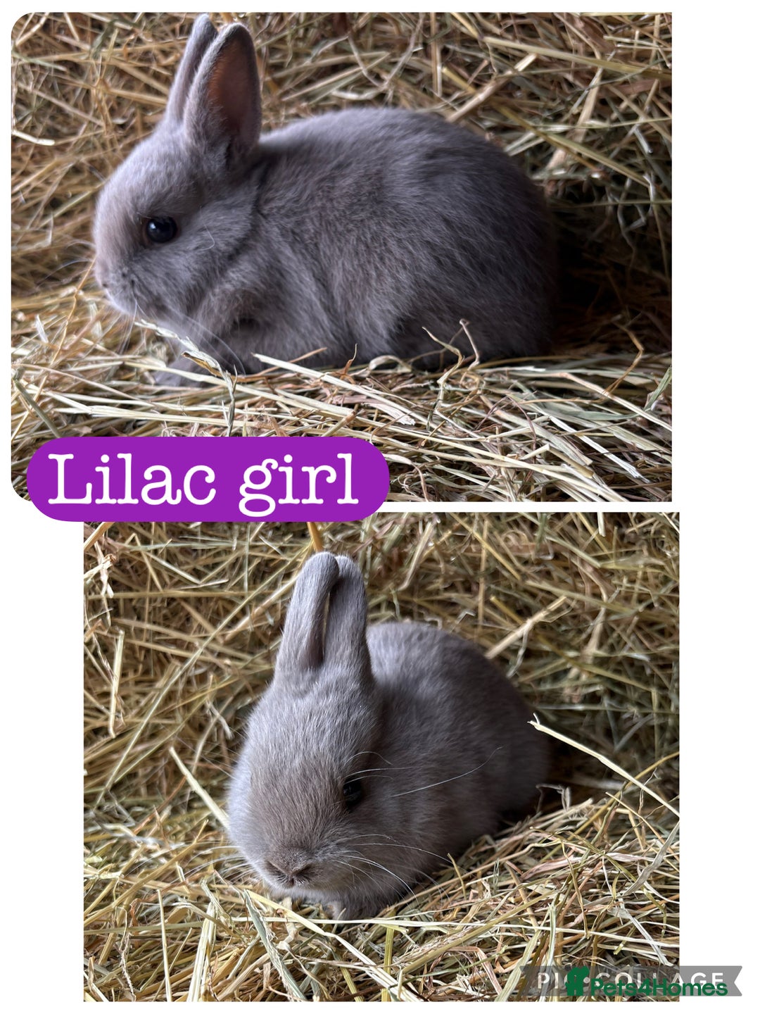 Netherland Dwarf rabbits for sale: Netherland dwarf babies  - Image 2