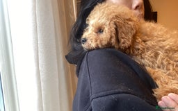 Maltipoo dogs for sale: ❤️BEAUTIFUL MALTIPOO PUPPY FOR REHOMING❤️ - Image 8
