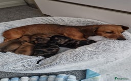 Miniature Dachshund dogs for sale: Miniature Dachshund Puppies – Short-Haired - £1000 - Image 5