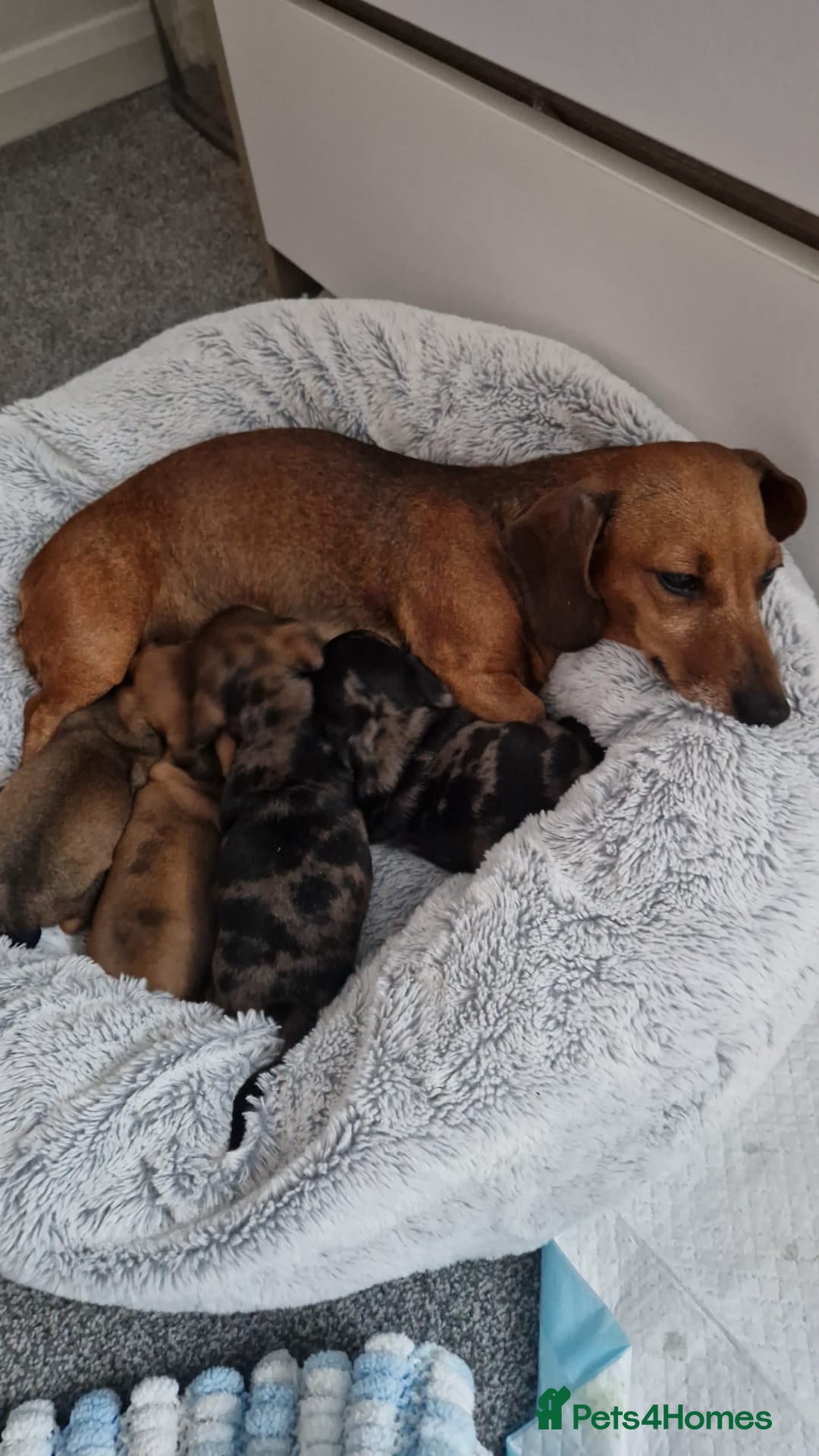 Miniature Dachshund dogs for sale: Miniature Dachshund Puppies – Short-Haired - £1000 - Image 5