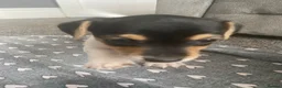 Jack Russell dogs for sale: True miniature Jack Russell pups - Advert 8