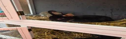 Mixed Breed rabbits for sale: 3 Mixed Bunnies For sale in Hull - Advert 1