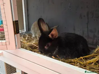 Mixed Breed rabbits 3 Mixed Bunnies For sale - Advert 2