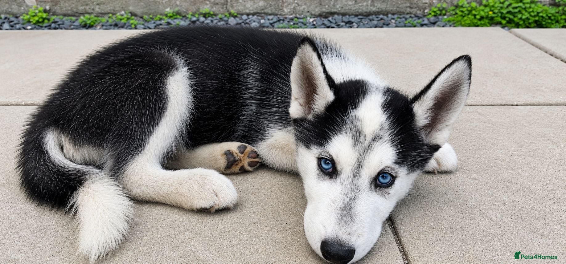 Siberian Husky dogs Husky puppy for sale - Advert 1