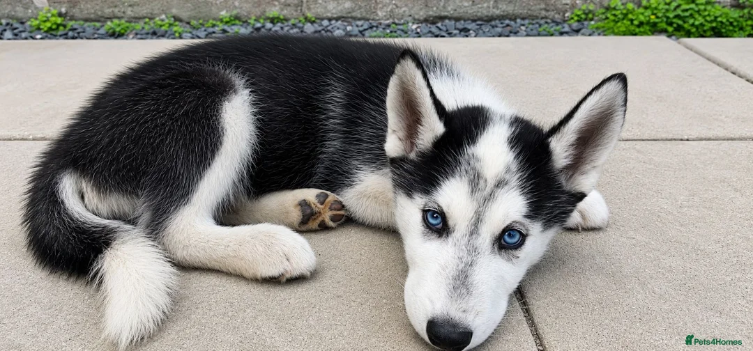Siberian Husky dogs for sale: Husky puppy for sale - Advert 1