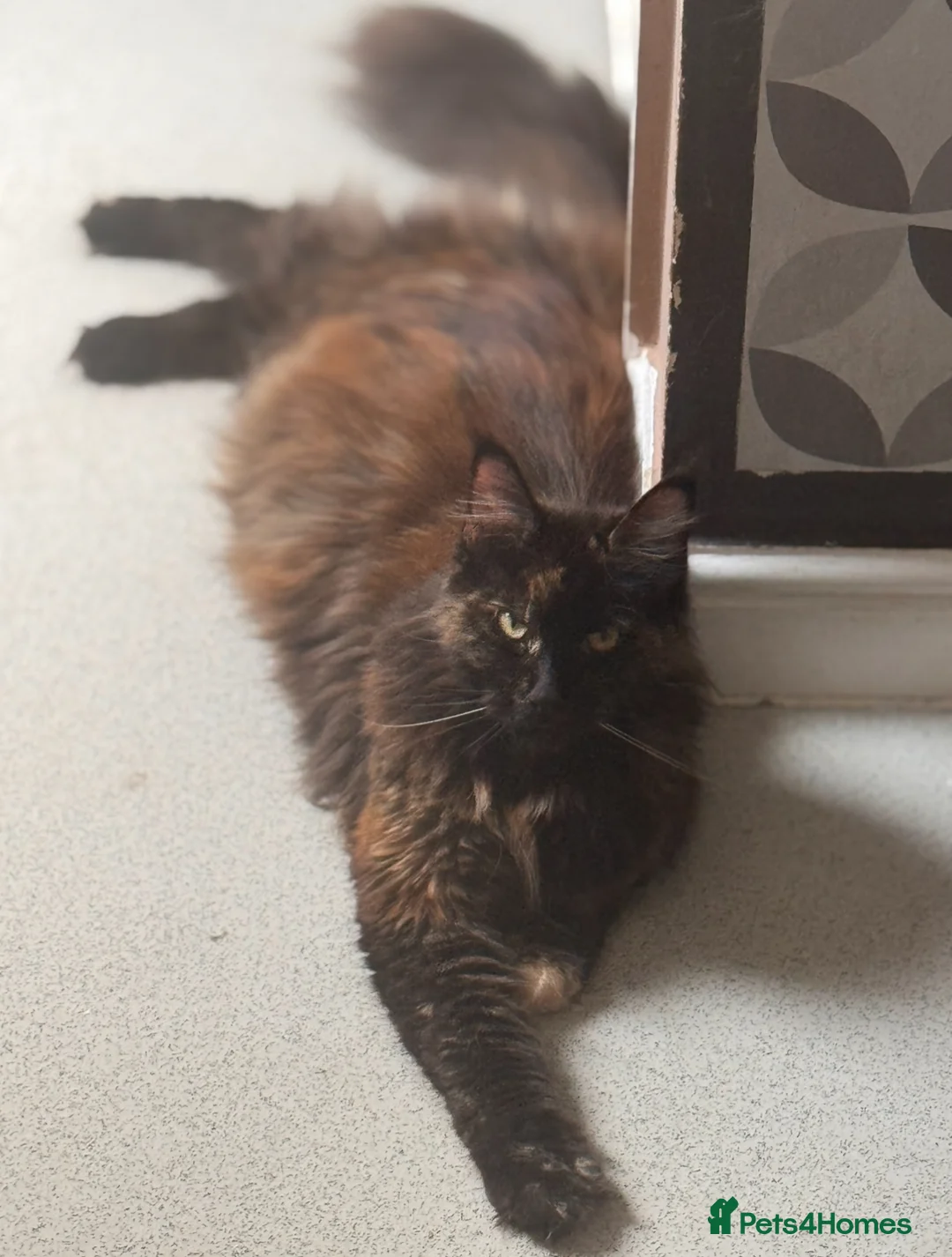 Maine Coon cats for sale: TICA registered purebred Main Coon Kittens - Advert 13