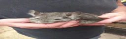 Chinchilla rodents for sale: Violet  triplets  - Advert 3