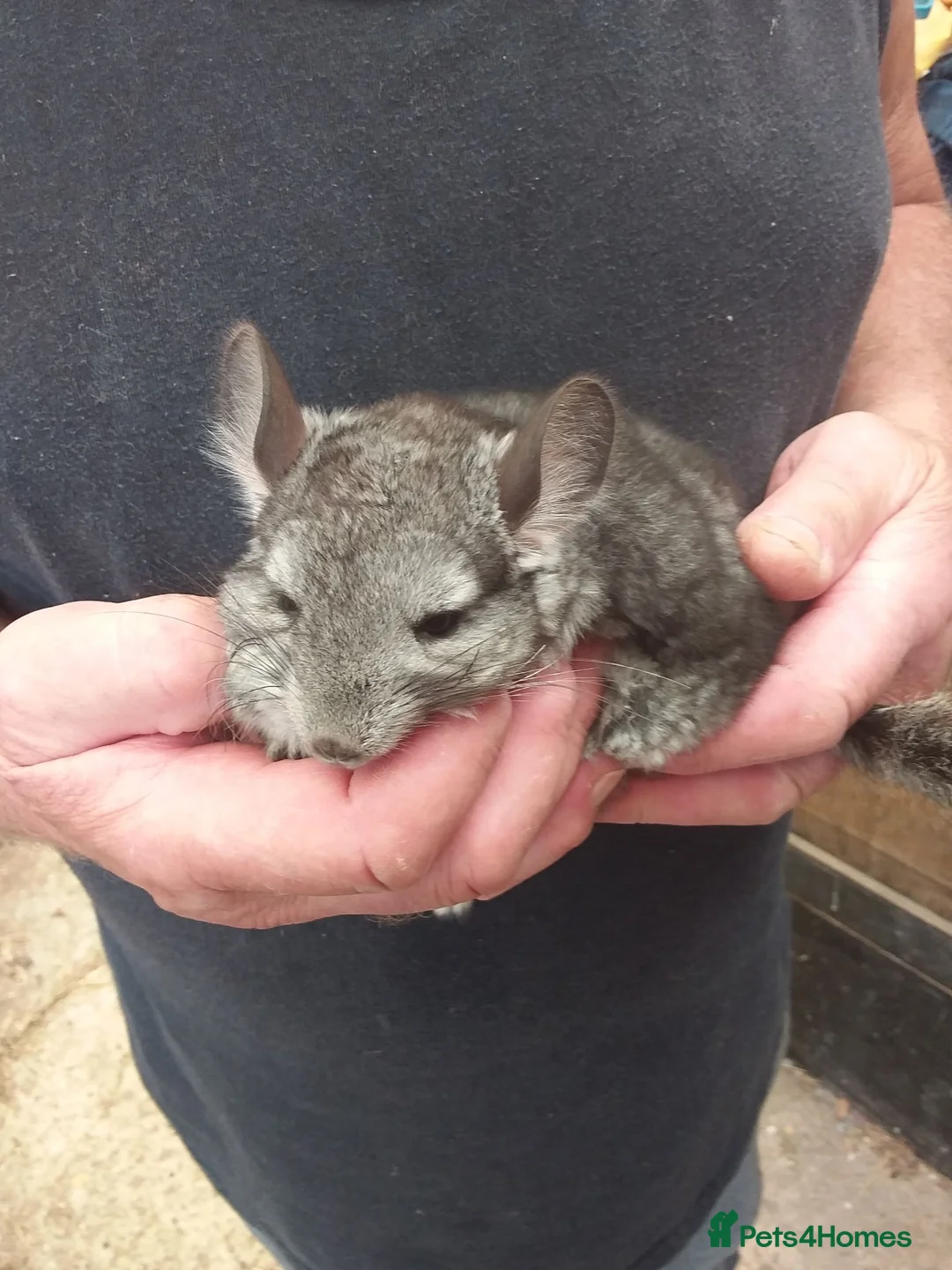 Chinchilla rodents for sale: Violet  triplets  - Advert 3