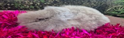 Angora rabbits for sale: Teddydwerg babies 💓💙 READY NOW 😍  - Advert 5