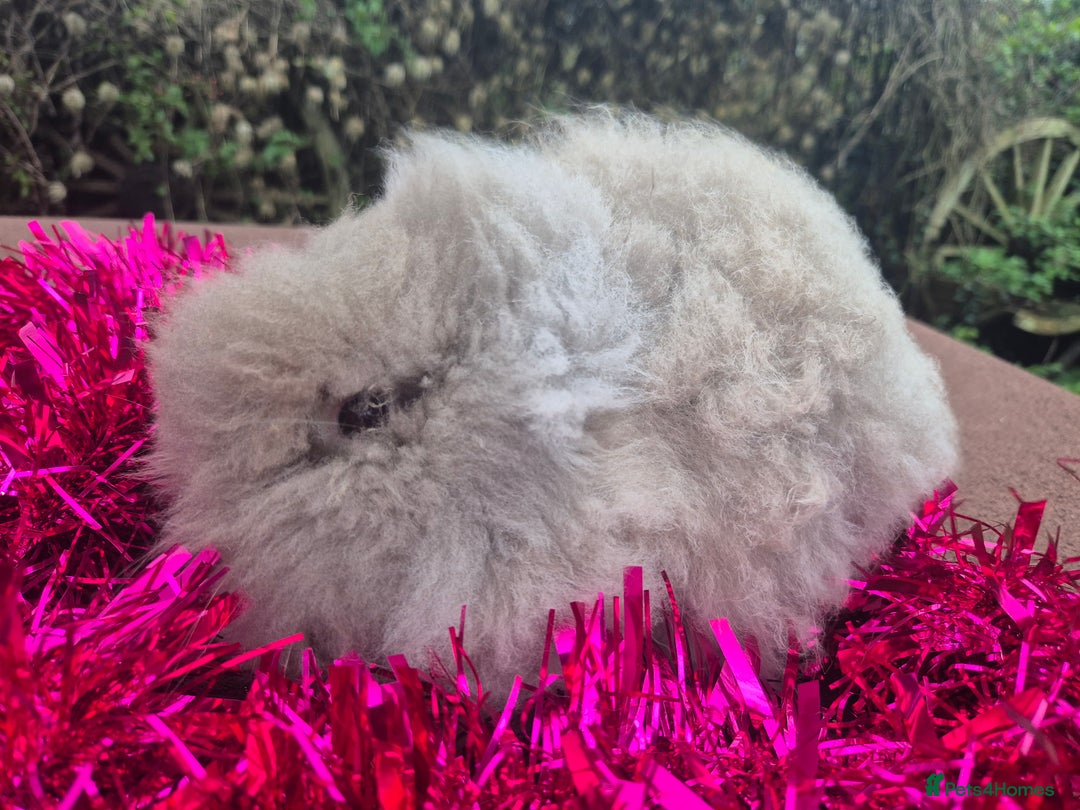 Angora rabbits for sale: Teddydwerg babies 💓💙 READY NOW 😍  - Advert 5