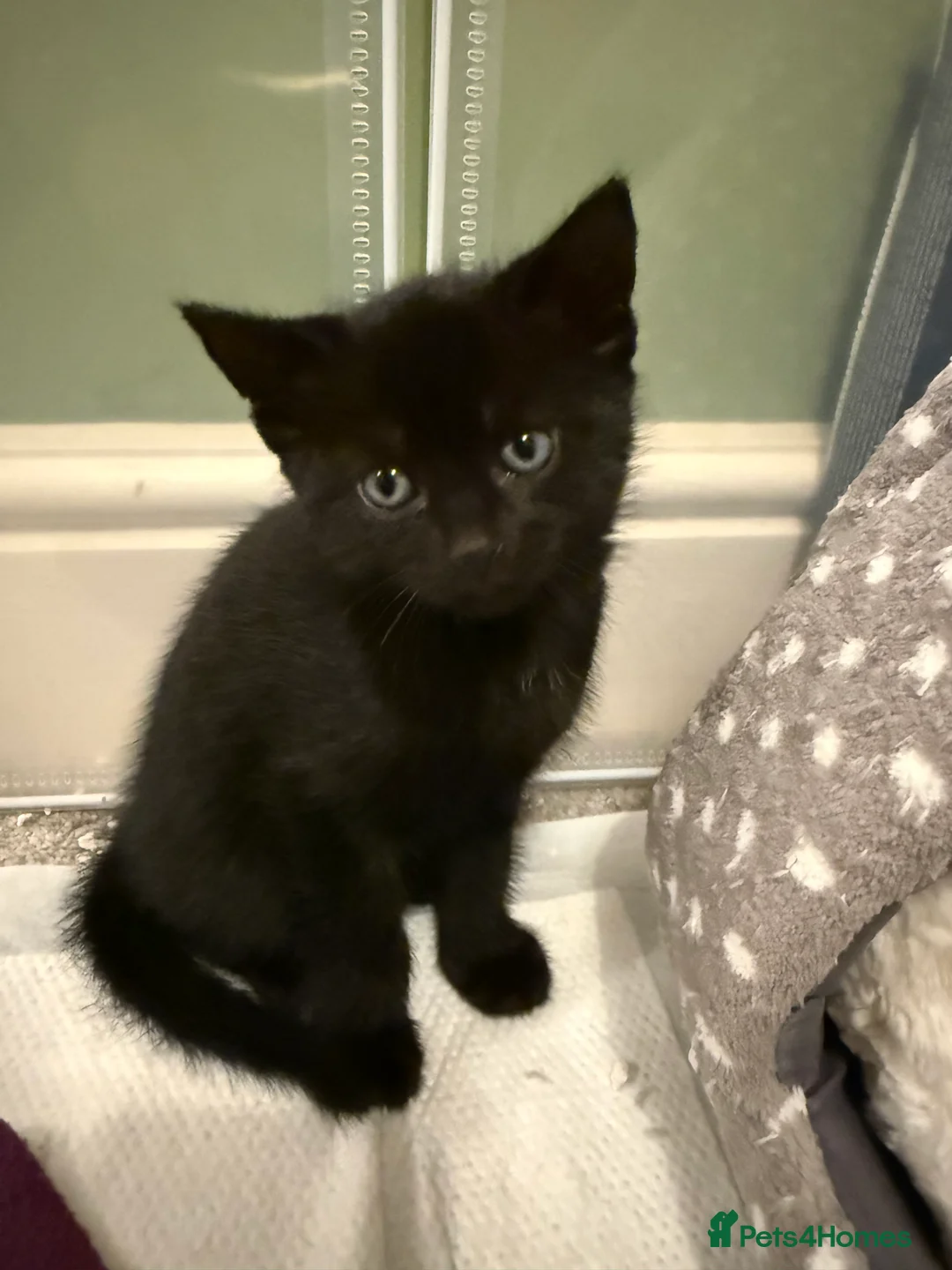 Mixed Breed cats for sale: 2 beautiful kitts left! - Advert 3