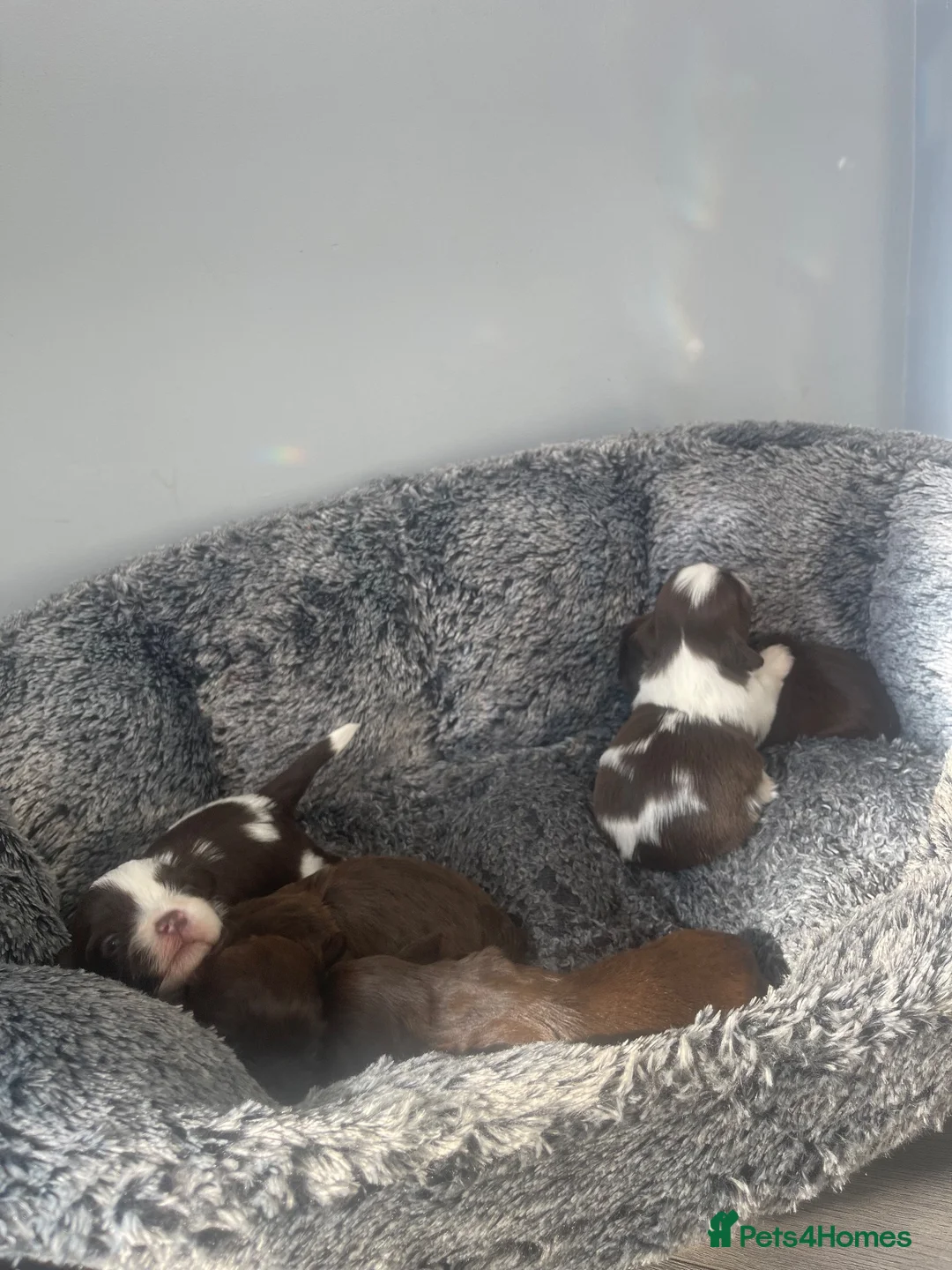 Shih Tzu dogs for sale: Imperial shih tzu puppies  - Advert 2