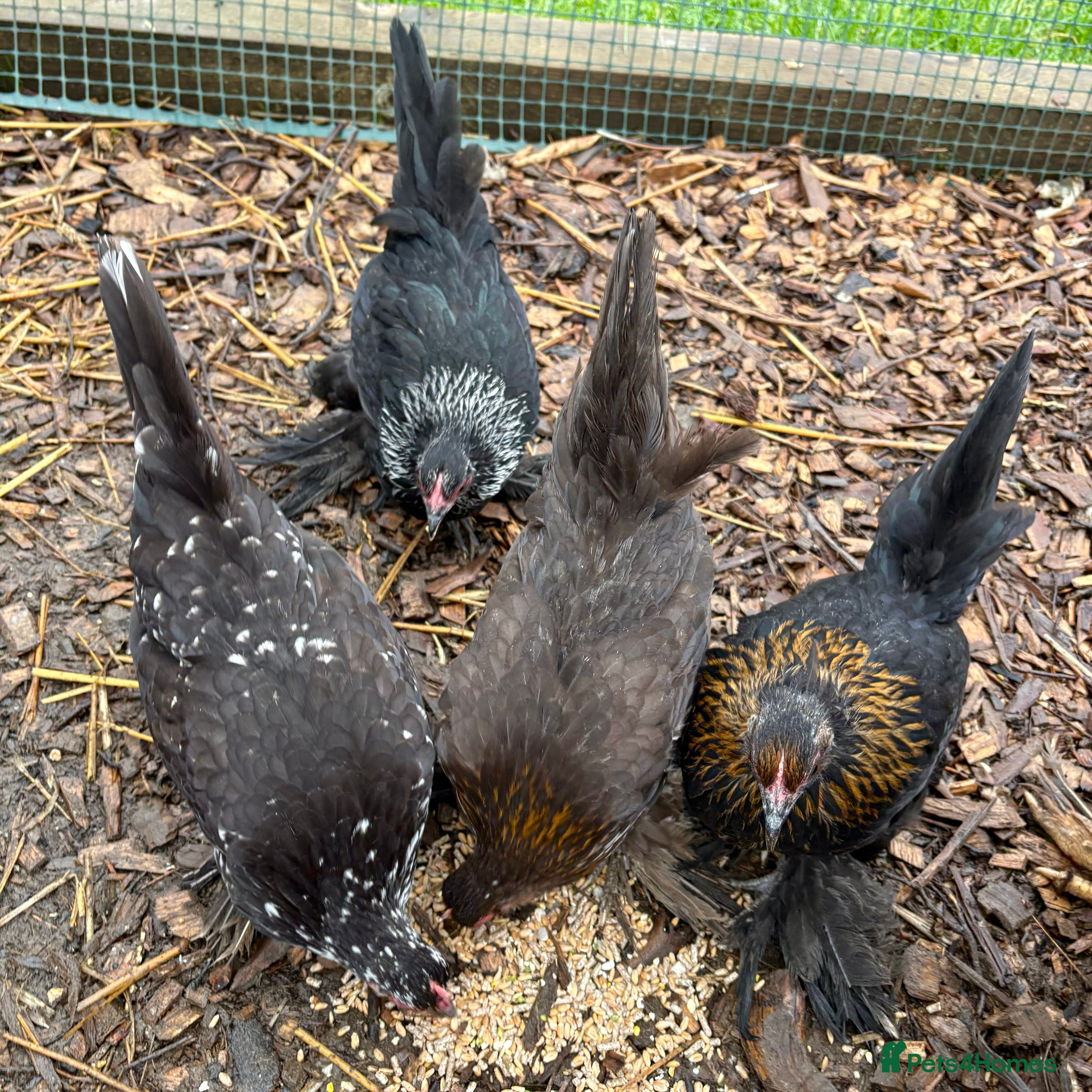 Chickens poultry Sablepoot/Booted Bantam Hens (5 for £100) - Advert 21