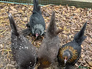 Chickens poultry Sablepoot/Booted Bantam Hens (5 for £100) - Advert 21