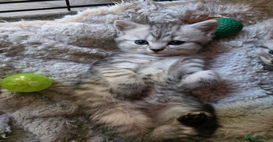 British Shorthair cats - Advert 7