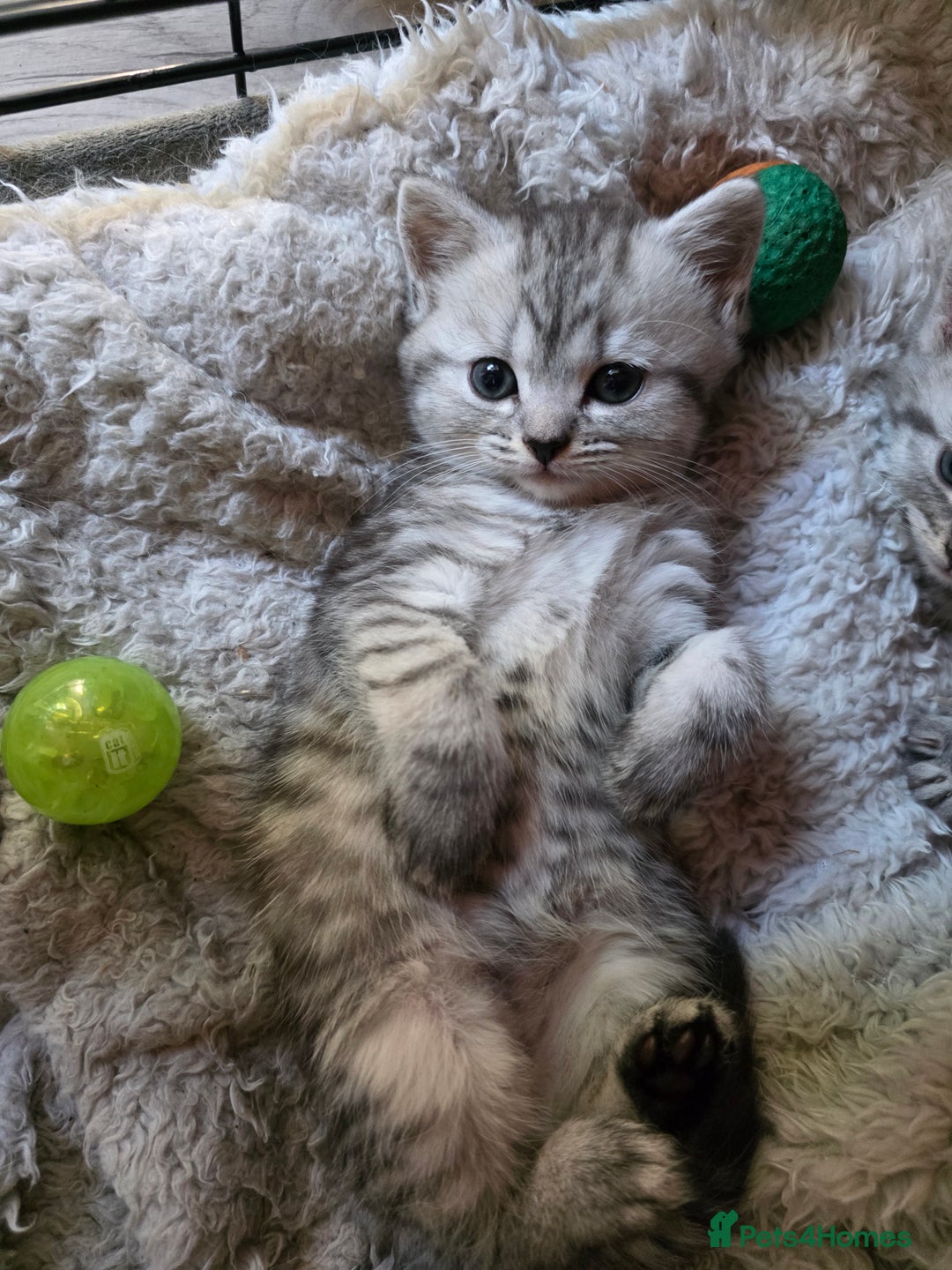 British Shorthair cats for sale: British short hair kittens - Image 3