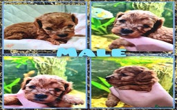 Cockapoo dogs for sale: 🐶🐾PLEASE READ THE FULL ADVERT🐾🐶 - Image 13