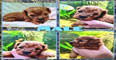 Cockapoo dogs - Advert 6