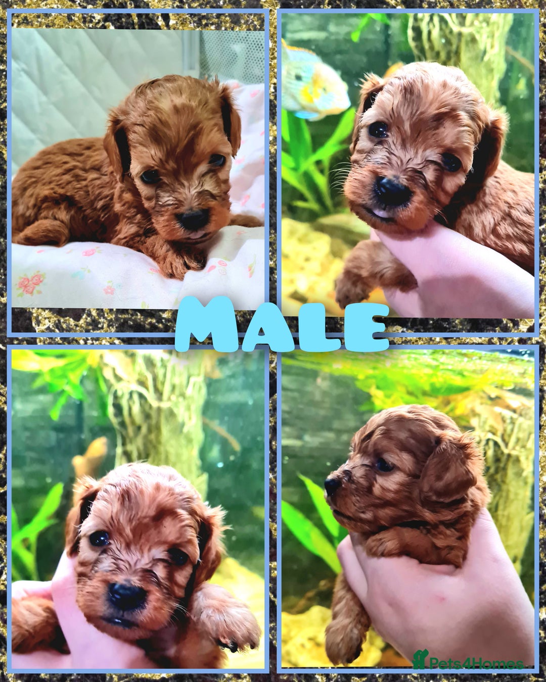 Cockapoo dogs for sale: 🐶🐾PLEASE READ THE FULL ADVERT🐾🐶 - Image 13