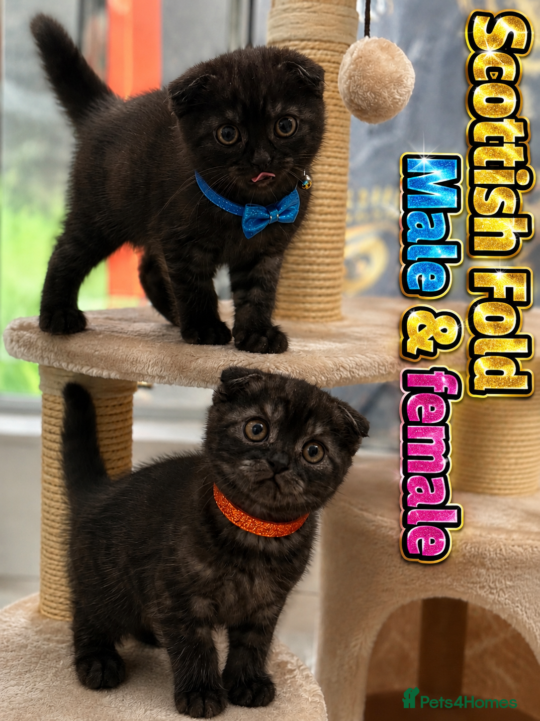 Scottish Fold cats Gorgeous Scottish Fold Kittens - Advert 16