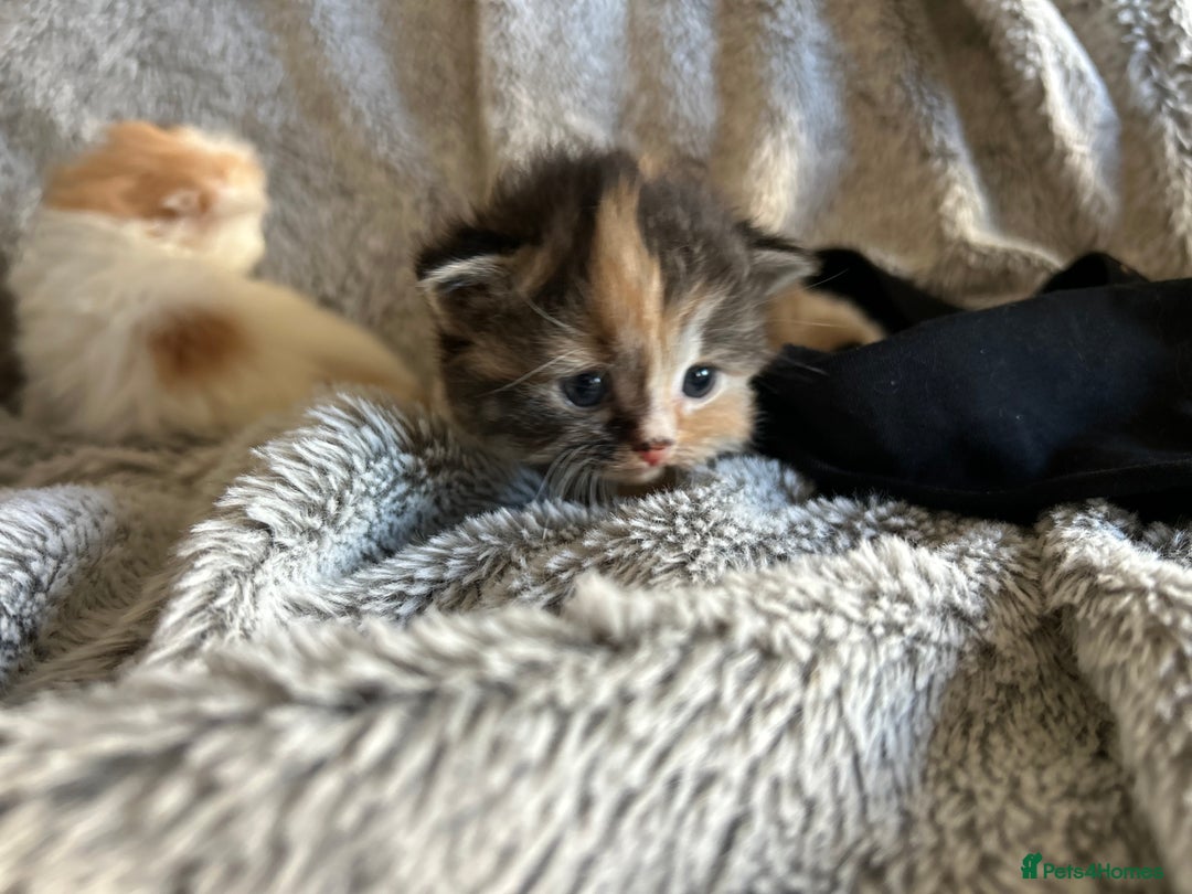Ragdoll cats for sale: Ragdoll X Persian kittens - Image 18
