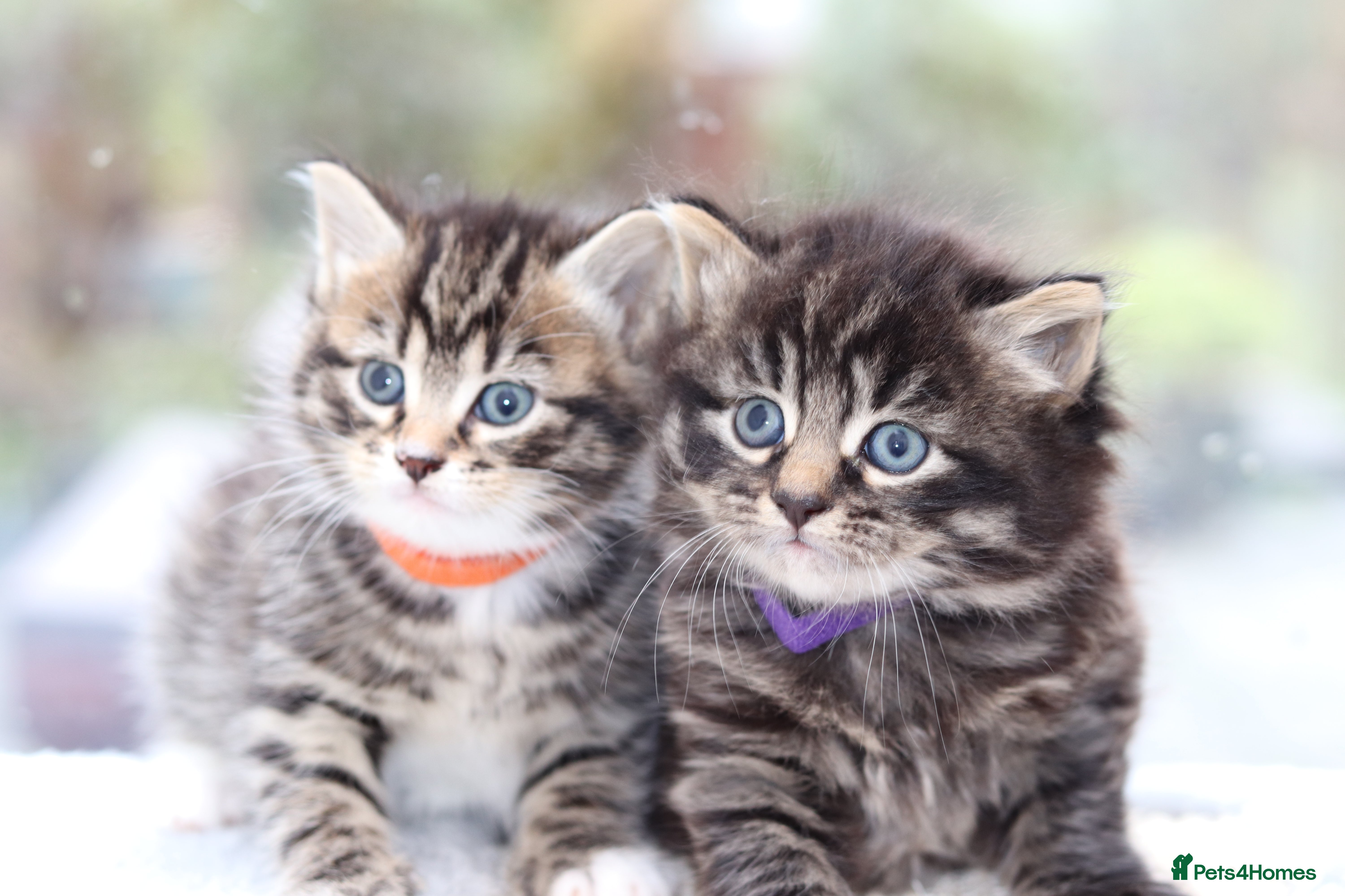 Mixed Breed cats Adorable Kittens - Advert 2