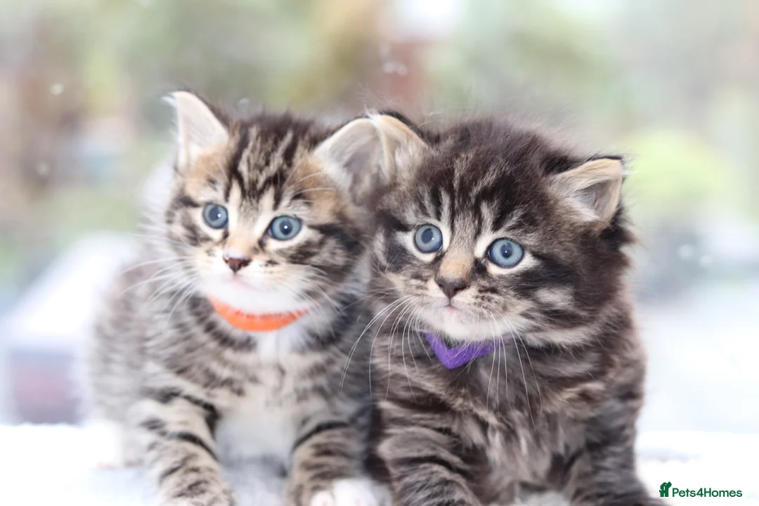 Mixed Breed cats for sale: Adorable Kittens - Advert 1