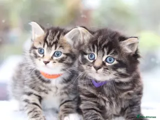 Mixed Breed cats Adorable Kittens - Advert 2